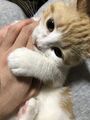 2025年10月3日 (金) 23:44時点における版のサムネイル