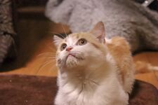 長谷川家の猫