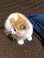 2025年10月16日 (木) 01:15時点における版のサムネイル