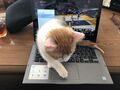 2025年10月3日 (金) 23:44時点における版のサムネイル