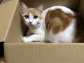 2025年10月3日 (金) 23:26時点における版のサムネイル