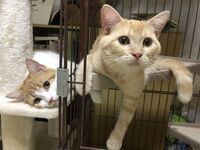 長谷川家の猫