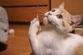 2025年10月3日 (金) 23:28時点における版のサムネイル