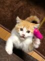 2025年10月3日 (金) 23:37時点における版のサムネイル
